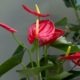 anthurium