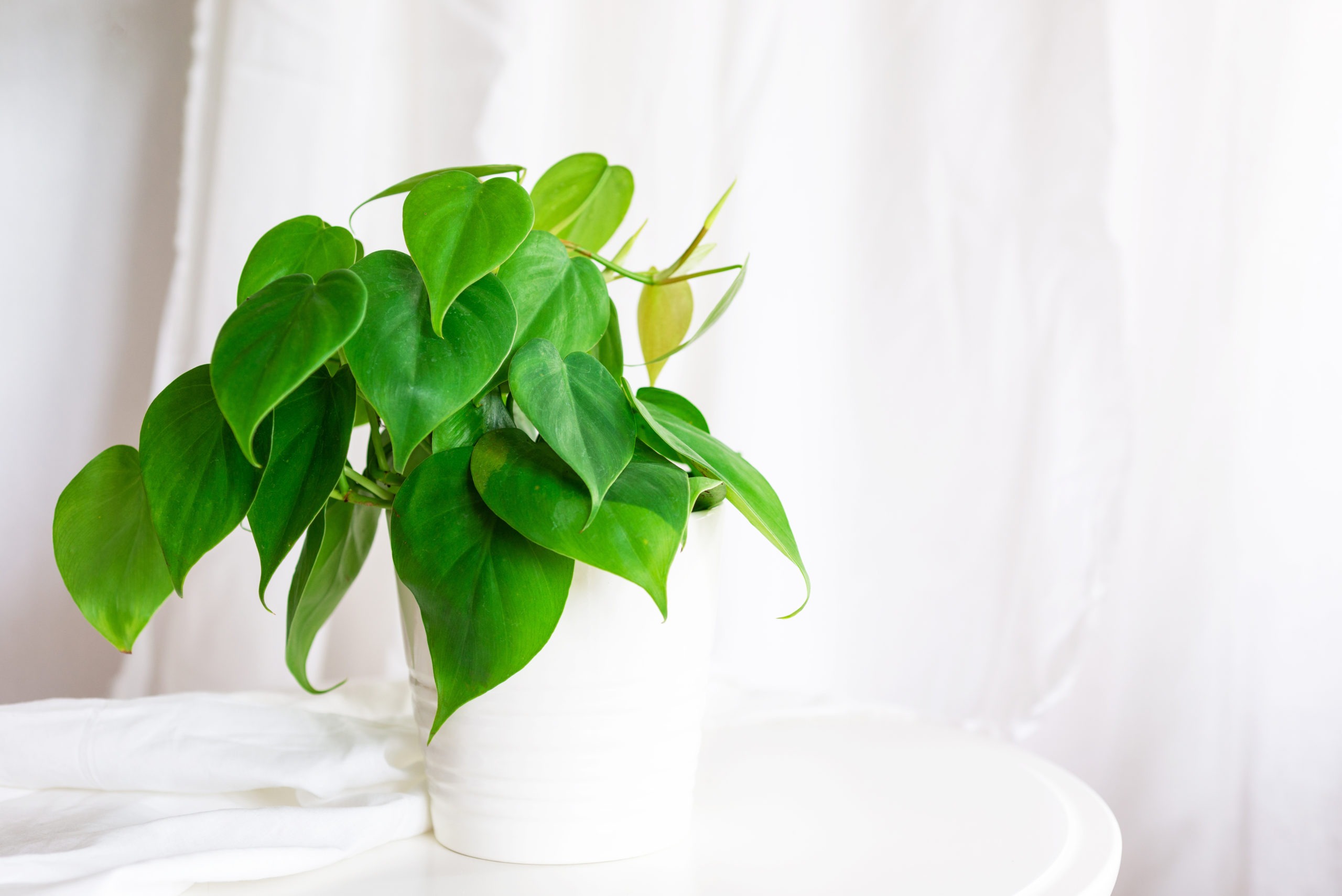 philodendron