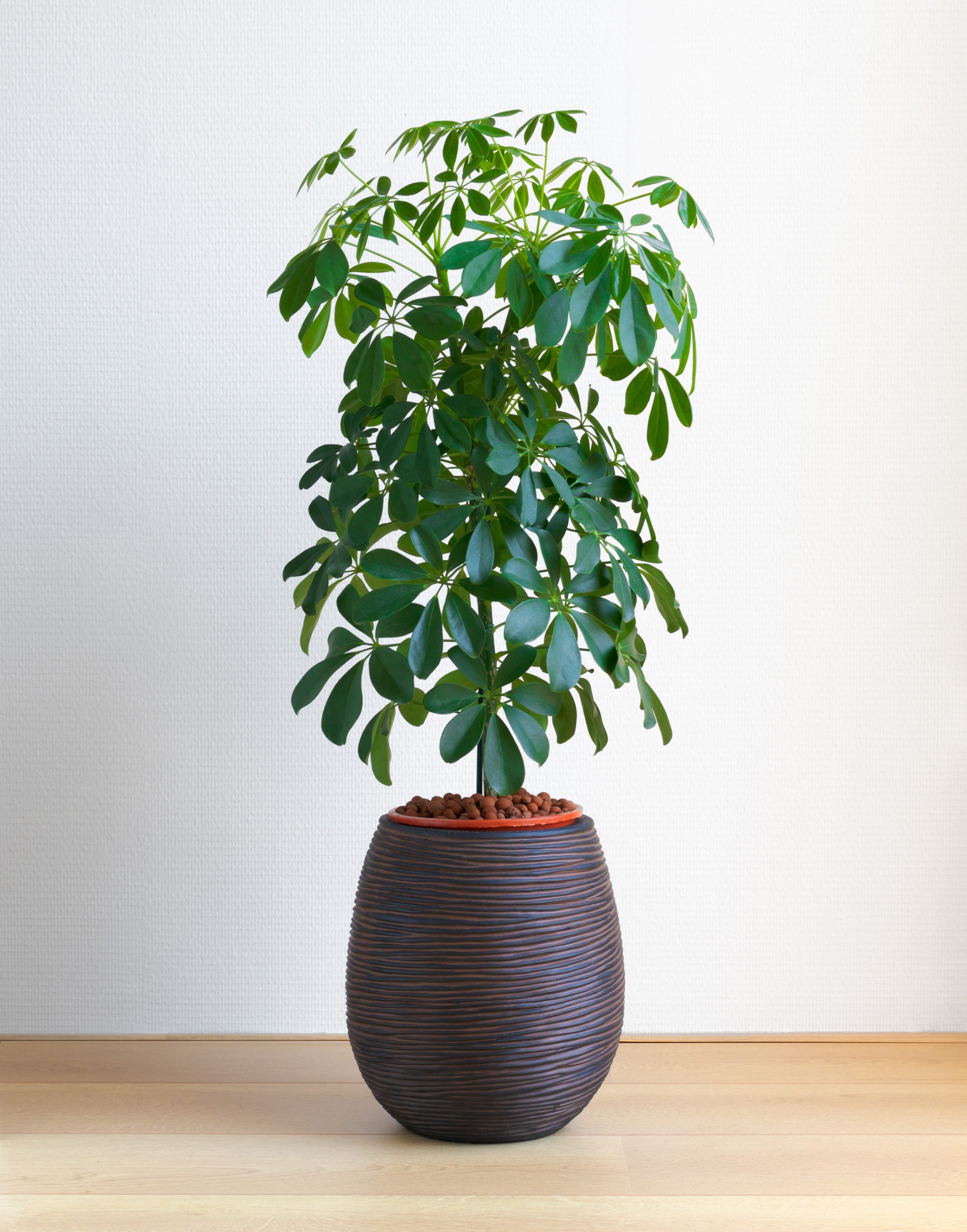 Schefflera