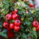 cotoneaster