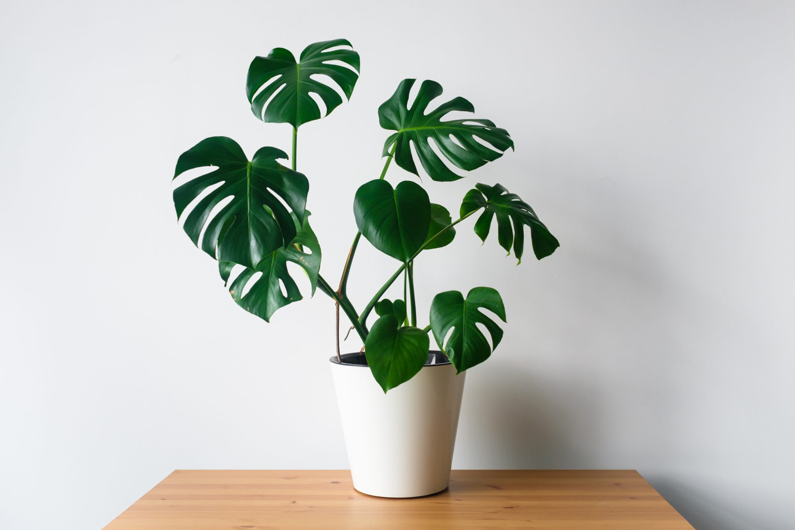 monstera