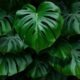 monstera