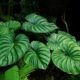 philodendron