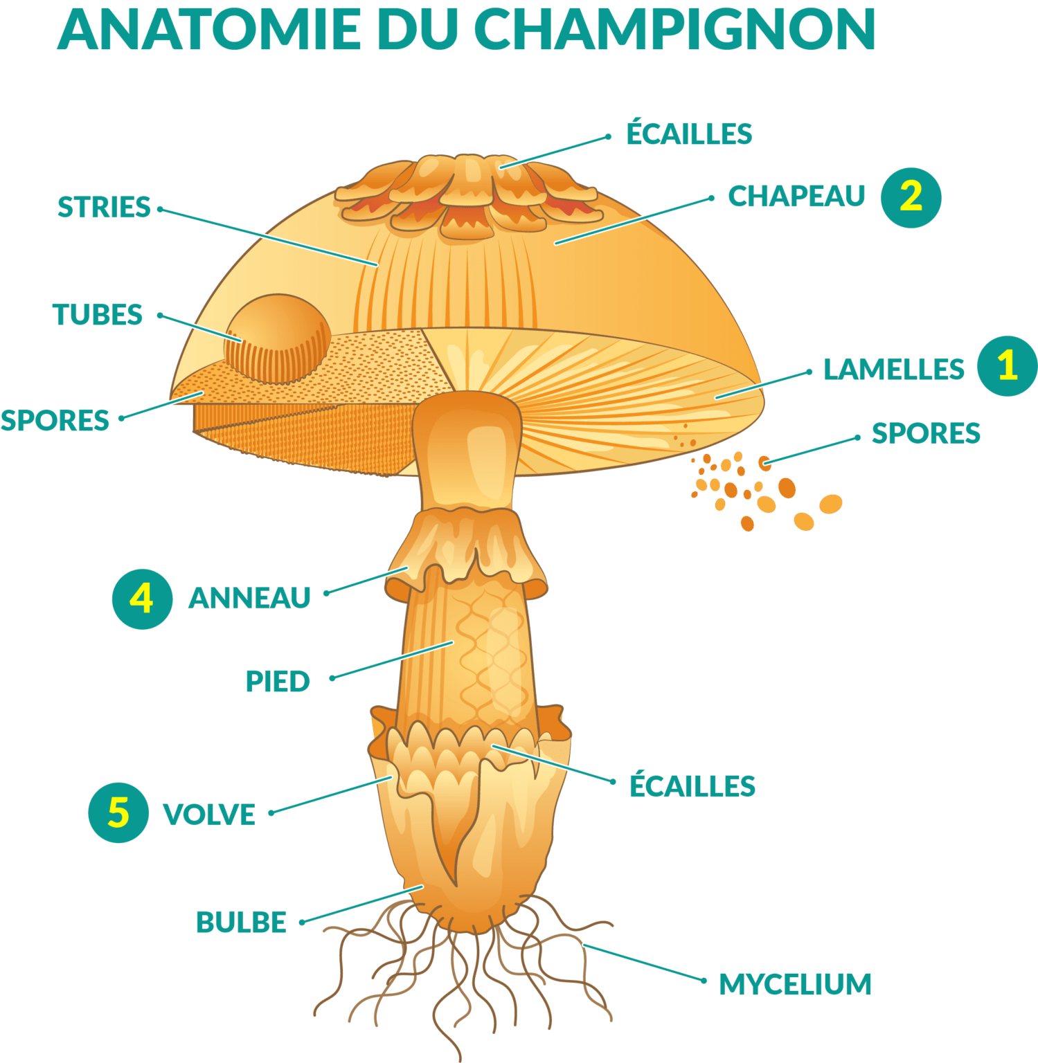 Cueillette des champignons Le Centre Antipoison