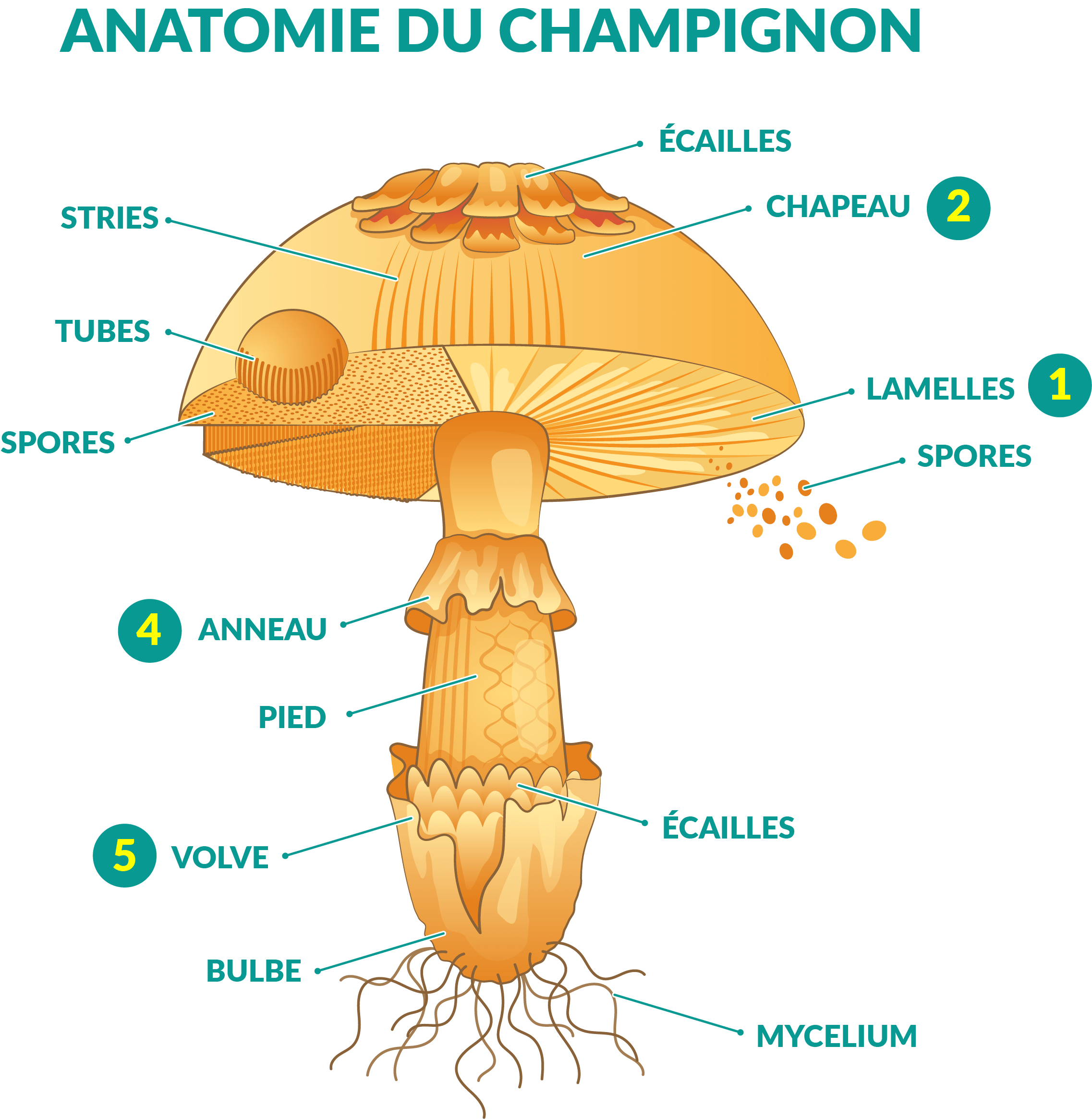 anatomie du champignon