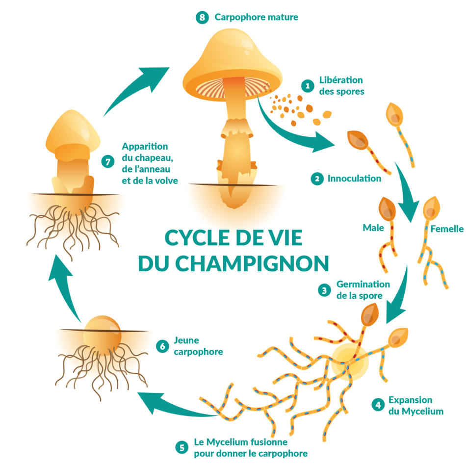 cycle de vie du champignon