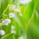 muguet