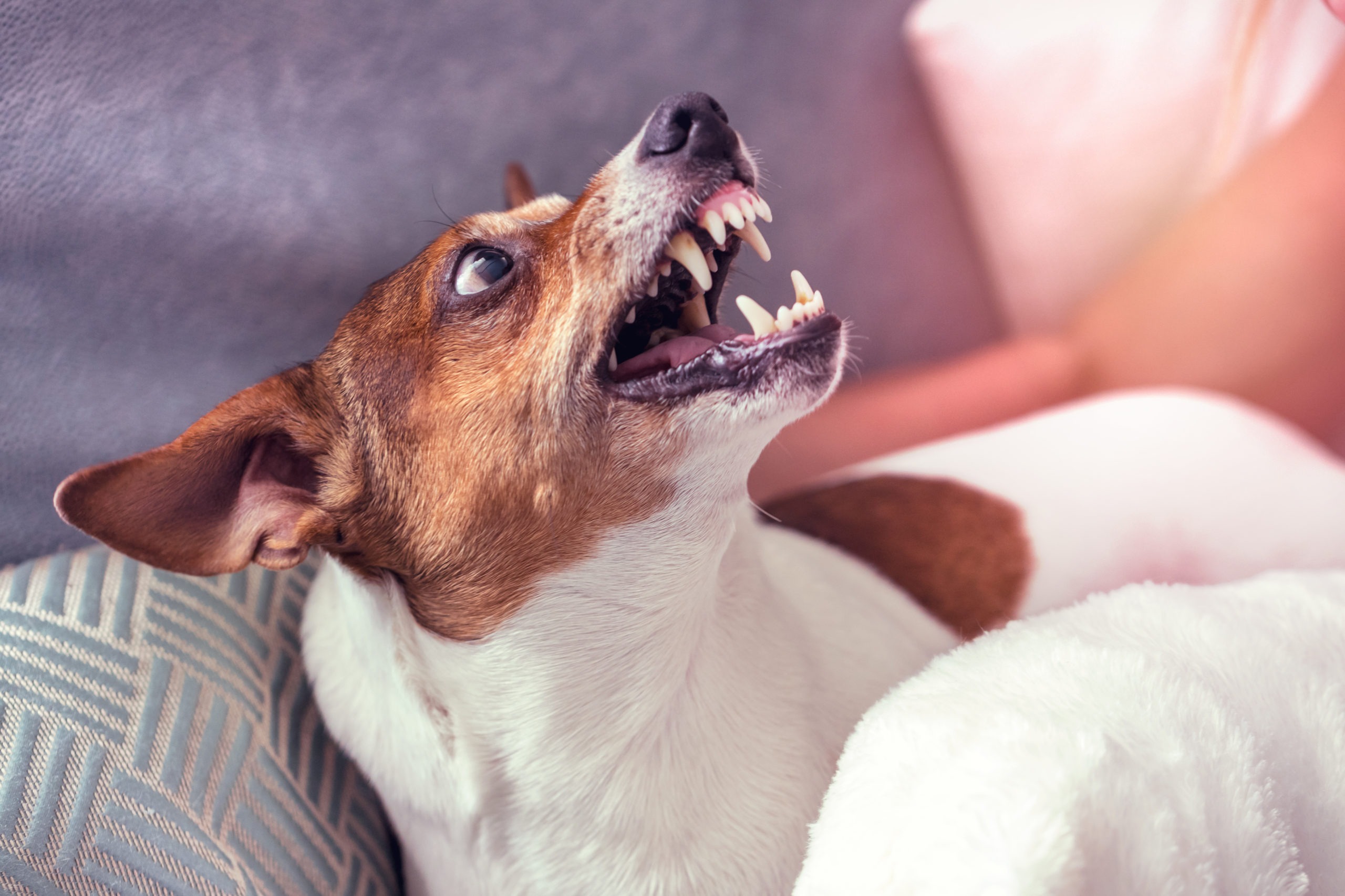 Morsures d'animaux: prévention et traitement - Le Centre Antipoison