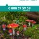 Brochure intoxication par les champignons