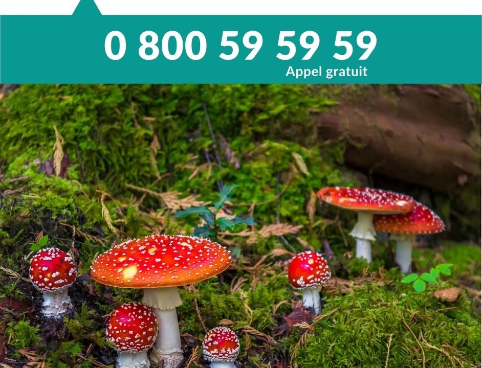 Brochure intoxication par les champignons